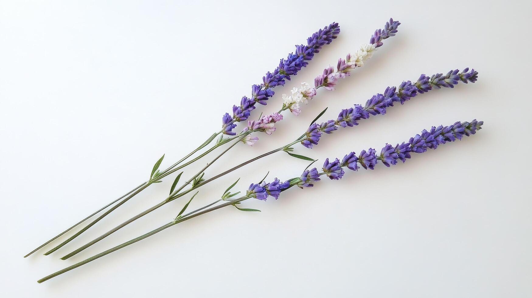 Beautiful lavender flowers arranged gracefully on a white surface showcasing their colors and details photo