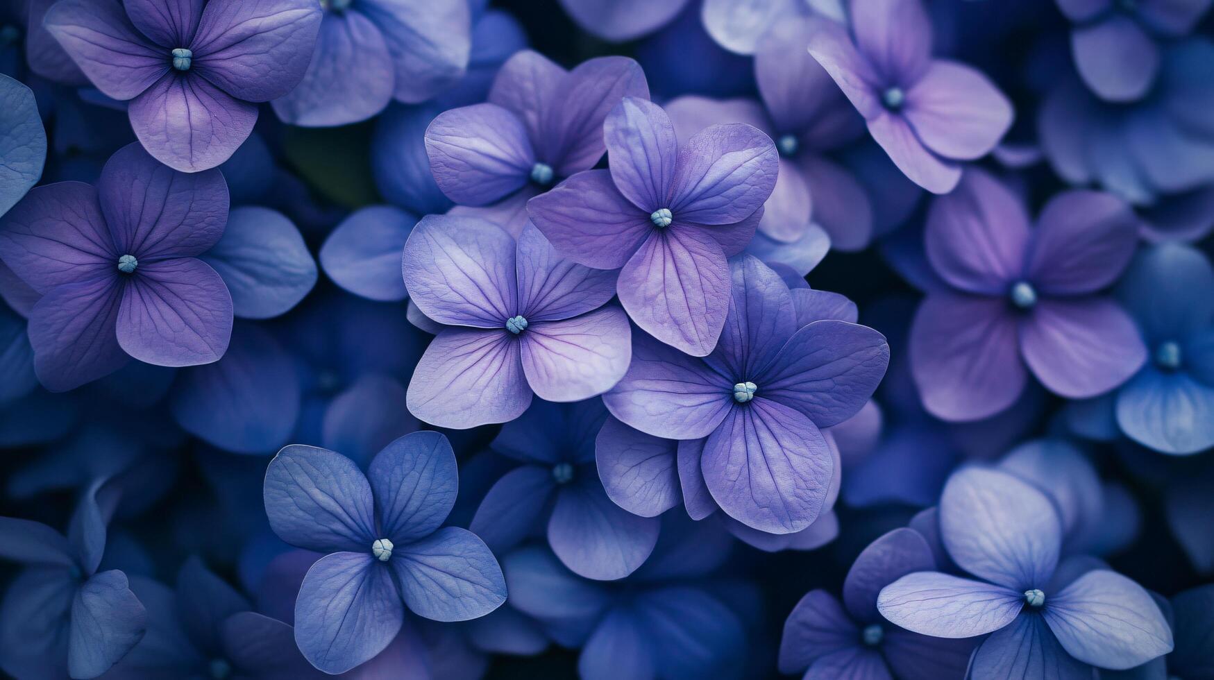 Close up of purple flowers with a mood of serenity and calmness. The flowers are arranged in a way that they seem to be floating in the air, giving the impression of a peaceful and tranquil scene photo