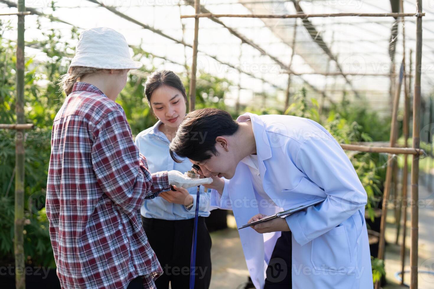 Researching cannabis growth techniques greenhouse educational session natural environment close up view innovative approaches photo