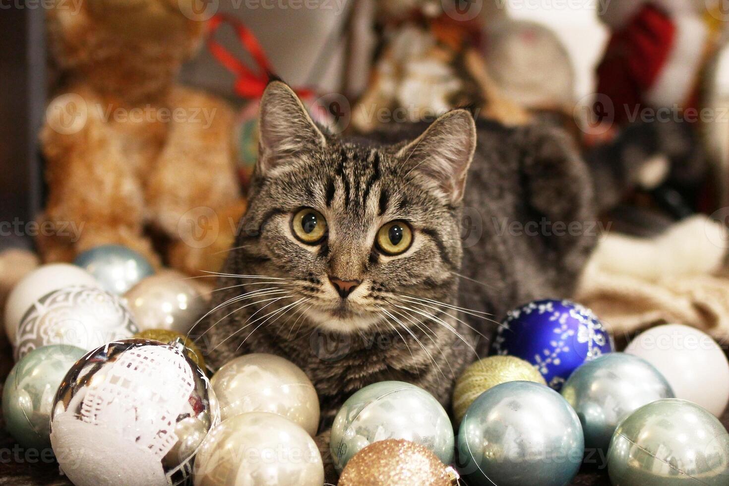 Adorable tabby cat is playfully sitting among colorful Christmas balls, with holiday cheer. photo