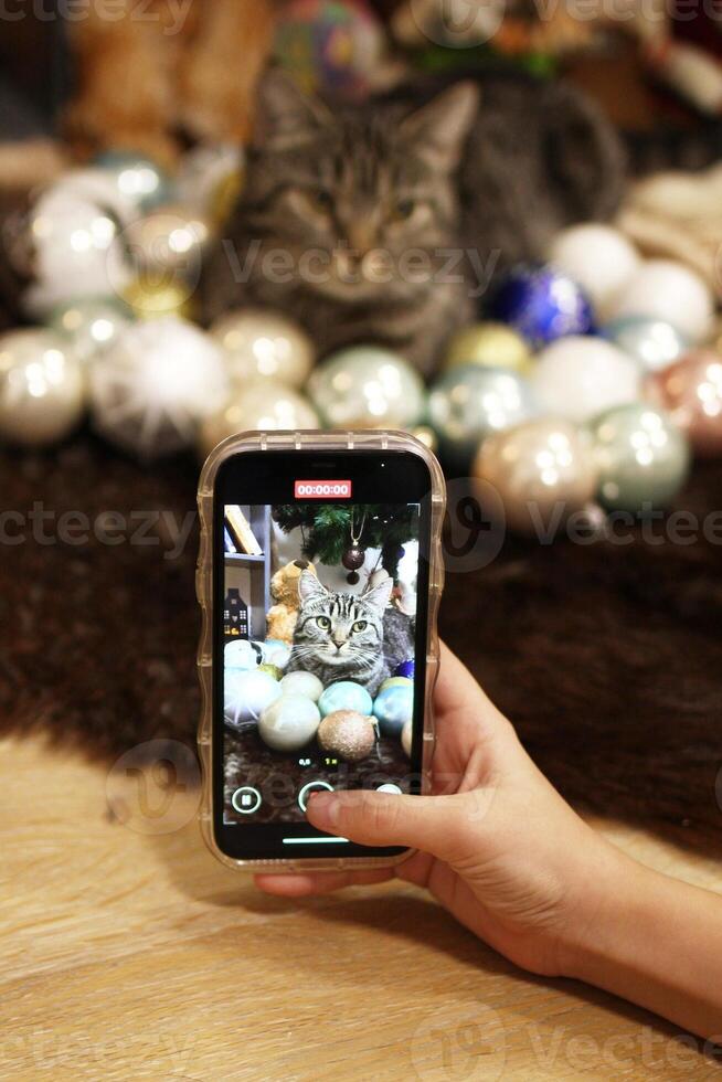 A cute cat is sitting on a soft blanket with a pile of Christmas balls and looking at the camera. photo