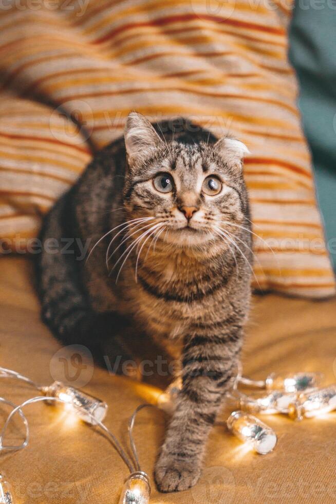 Cute cat sitting on a striped pillow with Christmas lights and looking at the camera with big eyes. photo