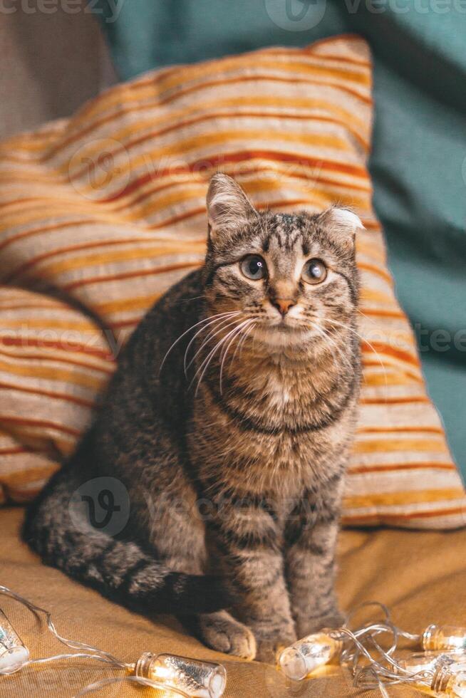 Cute cat sitting on a striped pillow with Christmas lights and looking at the camera with big eyes. photo