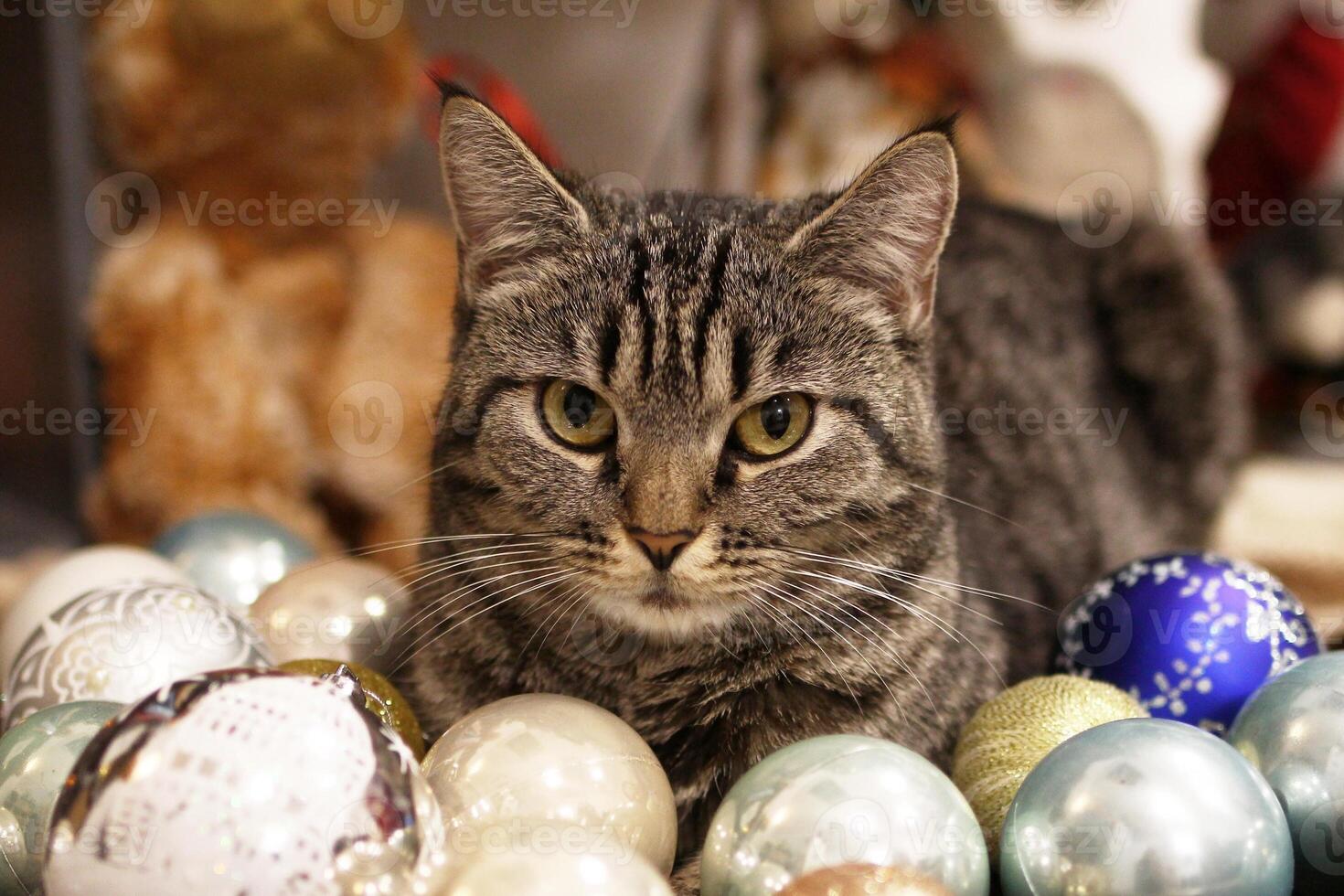 Cute tabby cat is sitting between of shiny Christmas balls. A festive atmosphere before New Year. photo