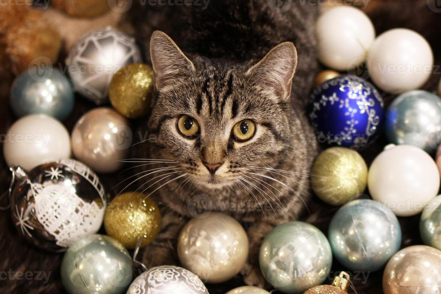 Top view on a curious tabby cat with big yellow eyes peeking out from a colorful Christmas balls. photo