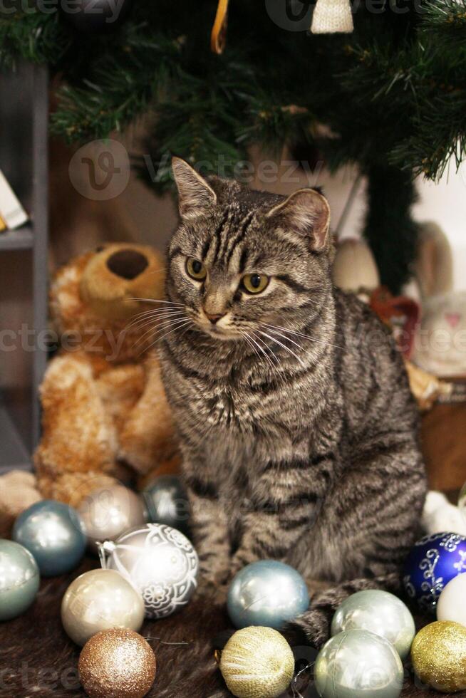 Beautiful fluffy gray tabby cat with is Sitting beside a festively decorated Christmas tree. photo