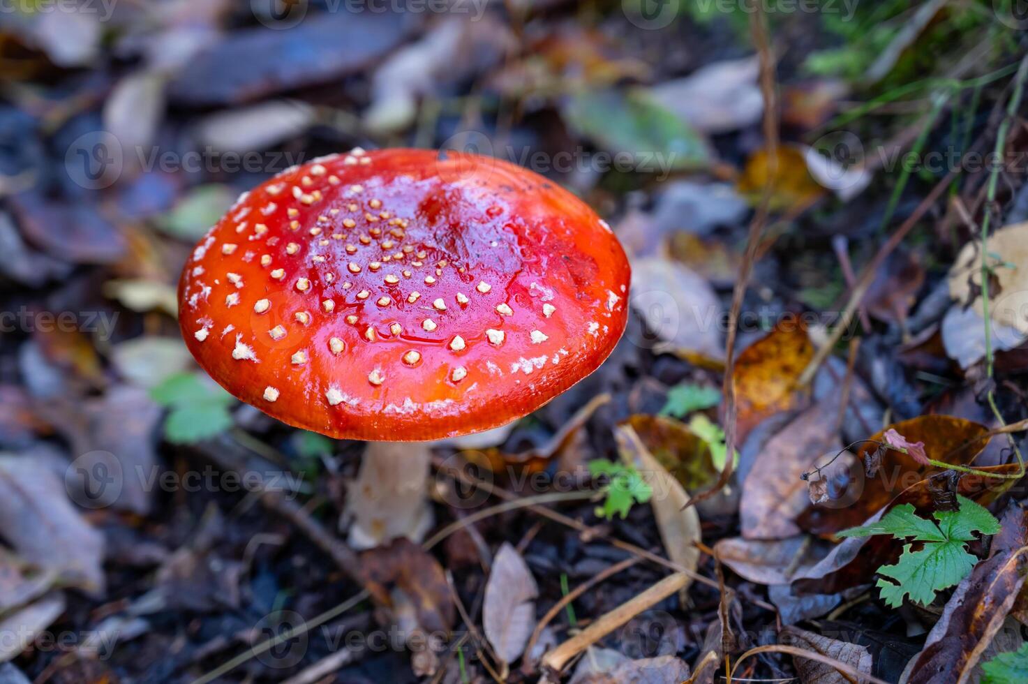 a red mushroom with white spots on it is sitting on the ground photo