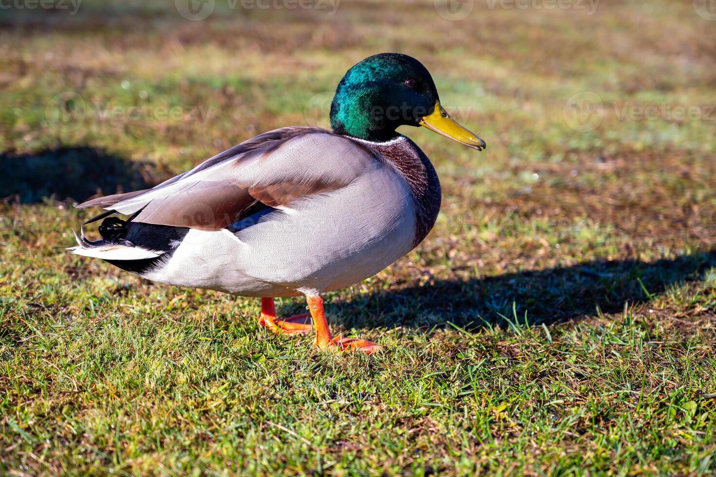handsome male duck on green grass photo