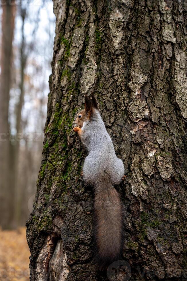 a gray squirrel is sitting on a tree trunk photo