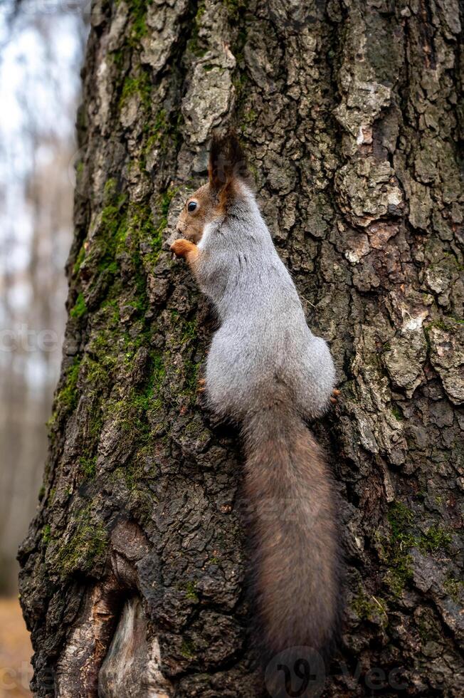 gray squirrel sitting on a tree trunk, close-up photo