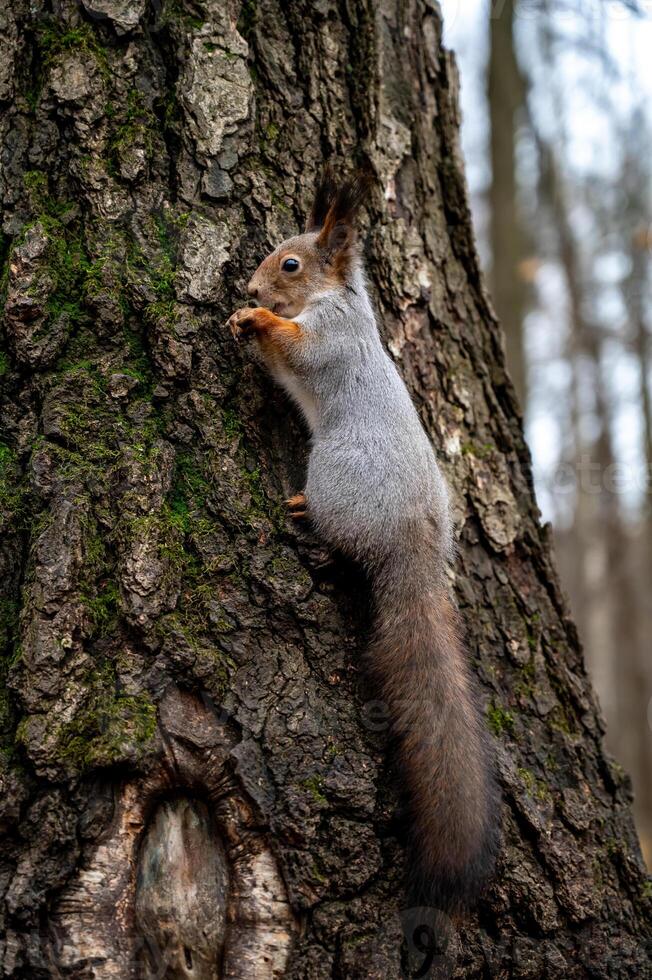 gray squirrel sitting on a tree trunk, close-up photo