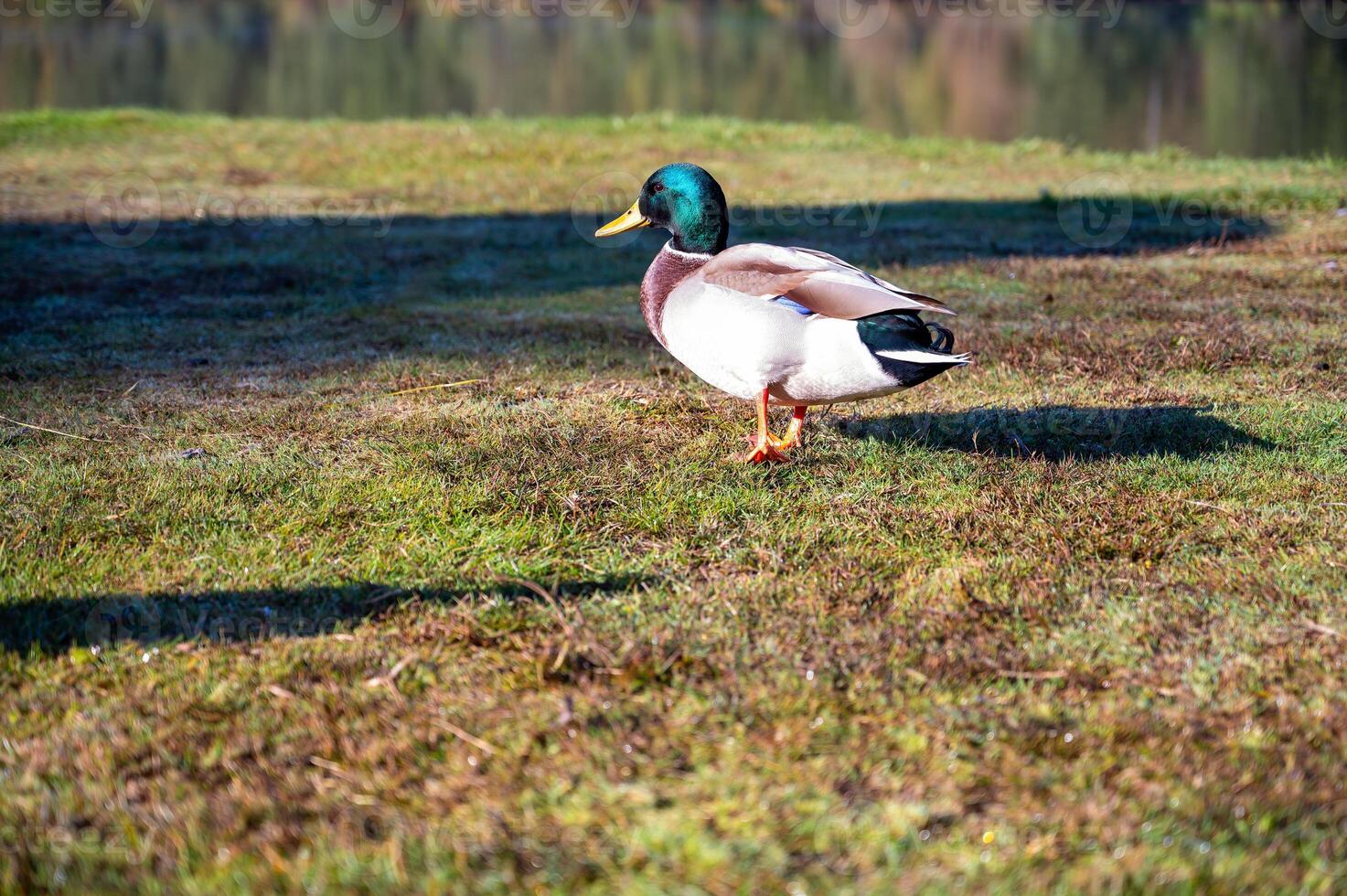 handsome male duck on green grass near the lake photo