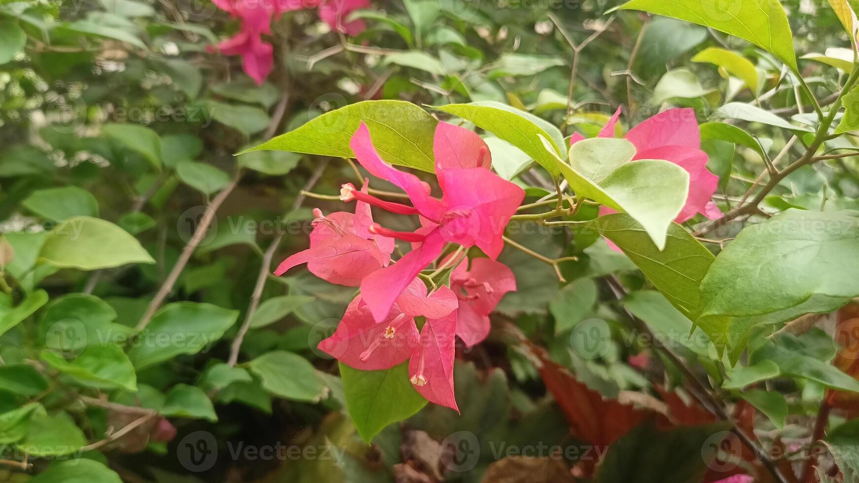 bugenvil Fowers, Bunga kertas, Red Flower, Indonesian Flowers 5 photo