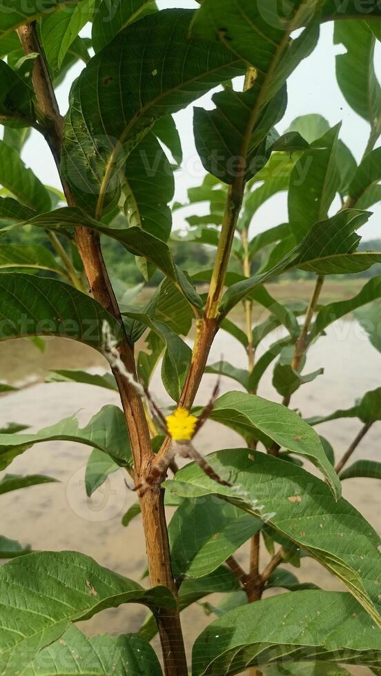 A yellow flower on a green tree branch photo