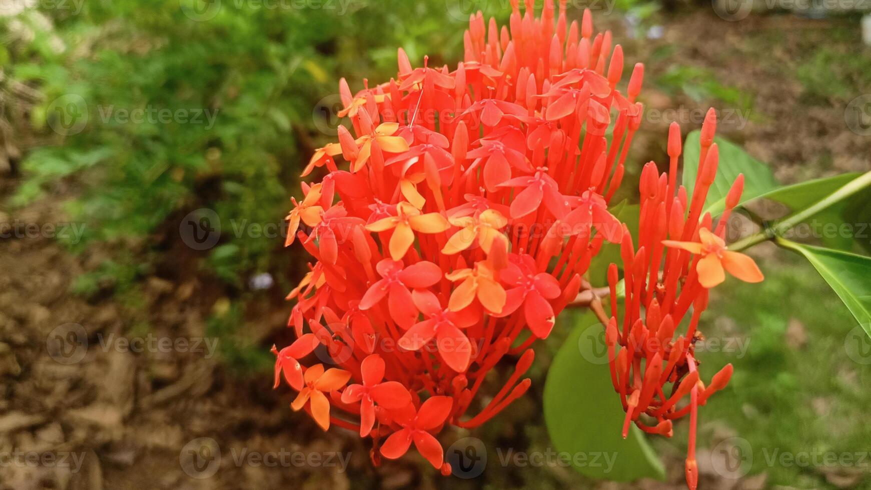 A red flower with many small flowers photo