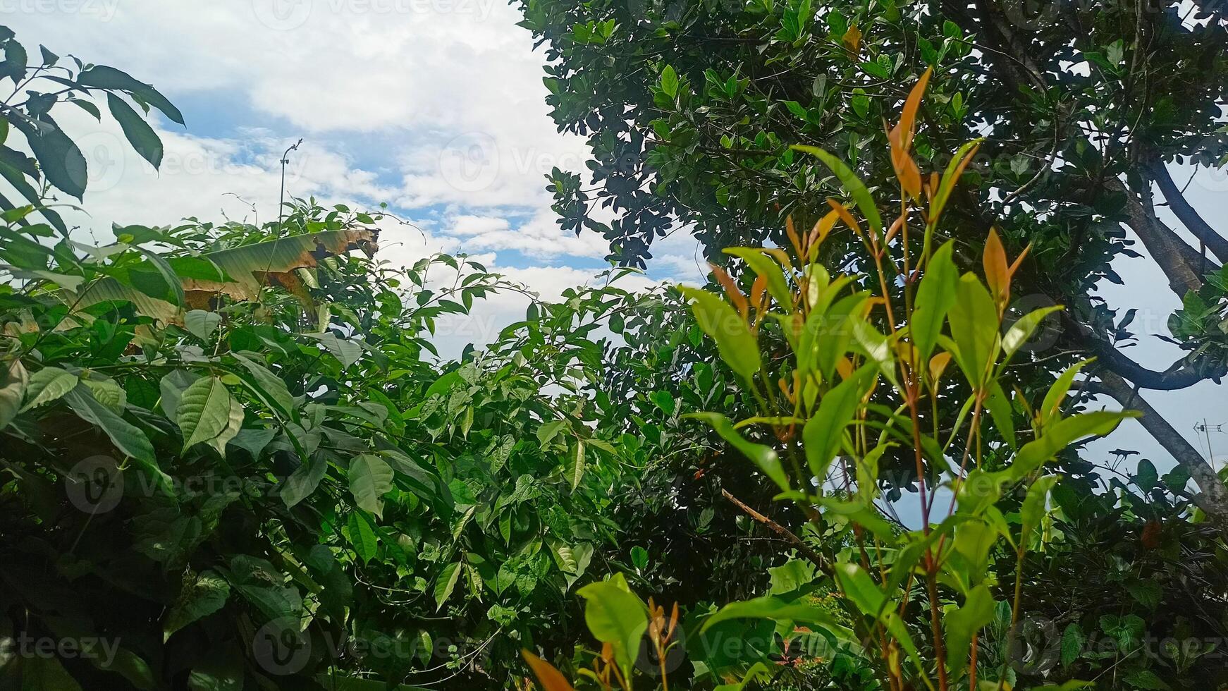 A banana tree with leaves and a sky photo