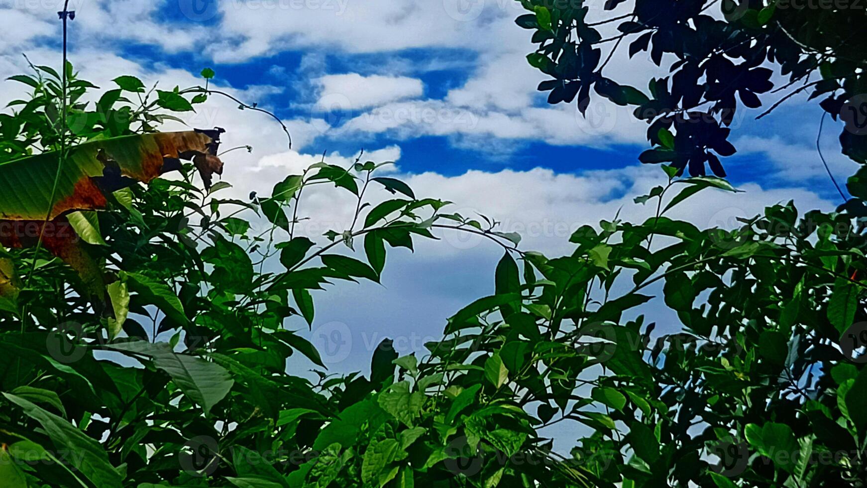 A banana tree in the jungle photo