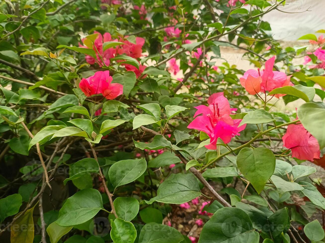 bugenvil Fowers, Bunga kertas, Red Flower, Indonesian Flowers 1 photo
