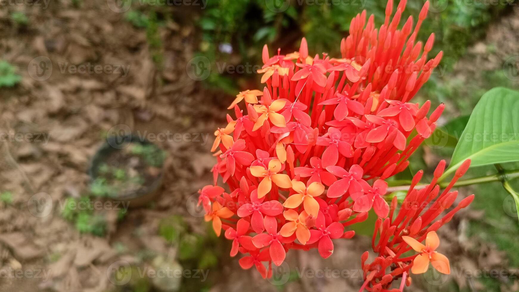 A red flower with bright orange petals photo