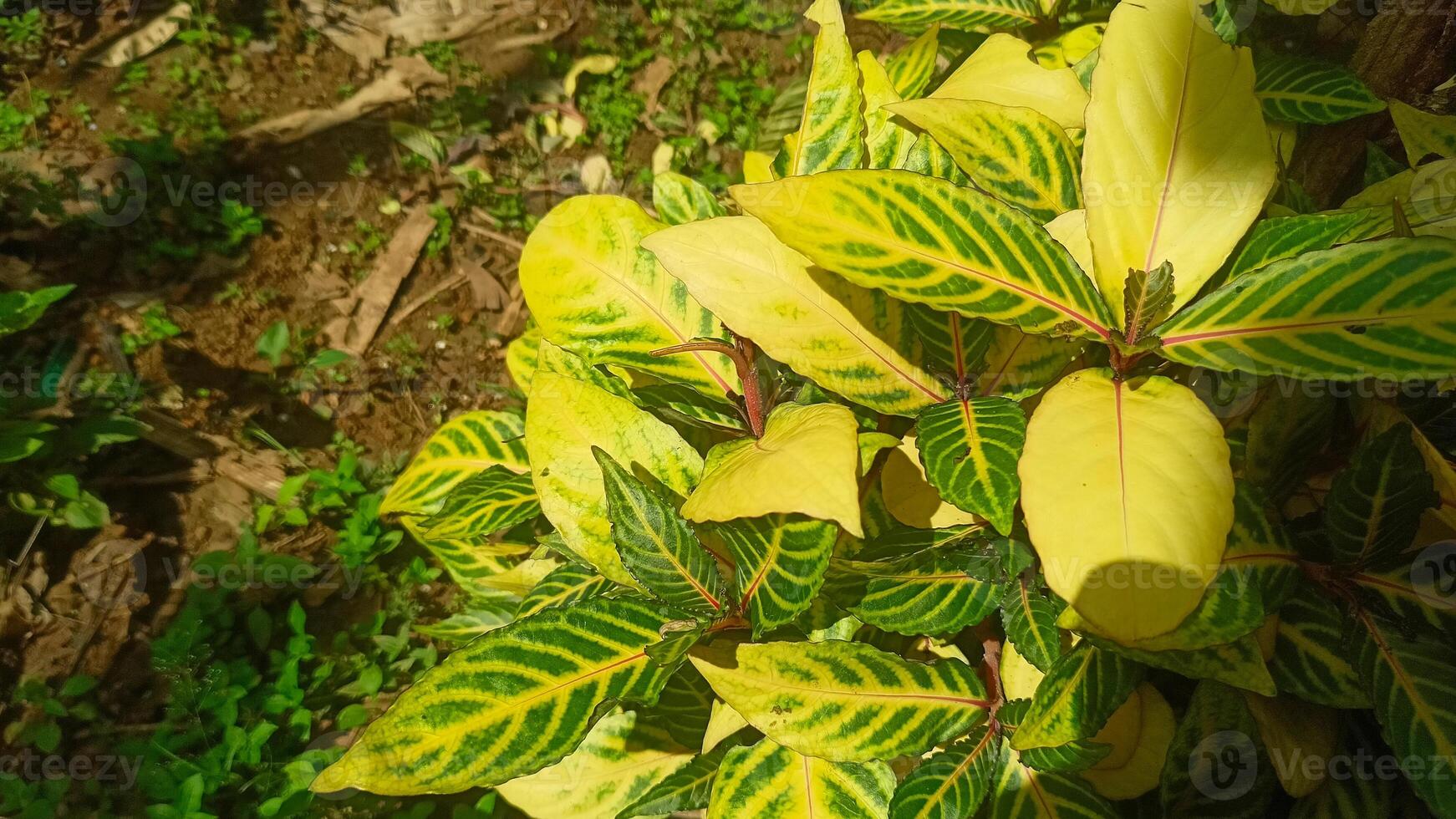 A plant with yellow and green leaves photo