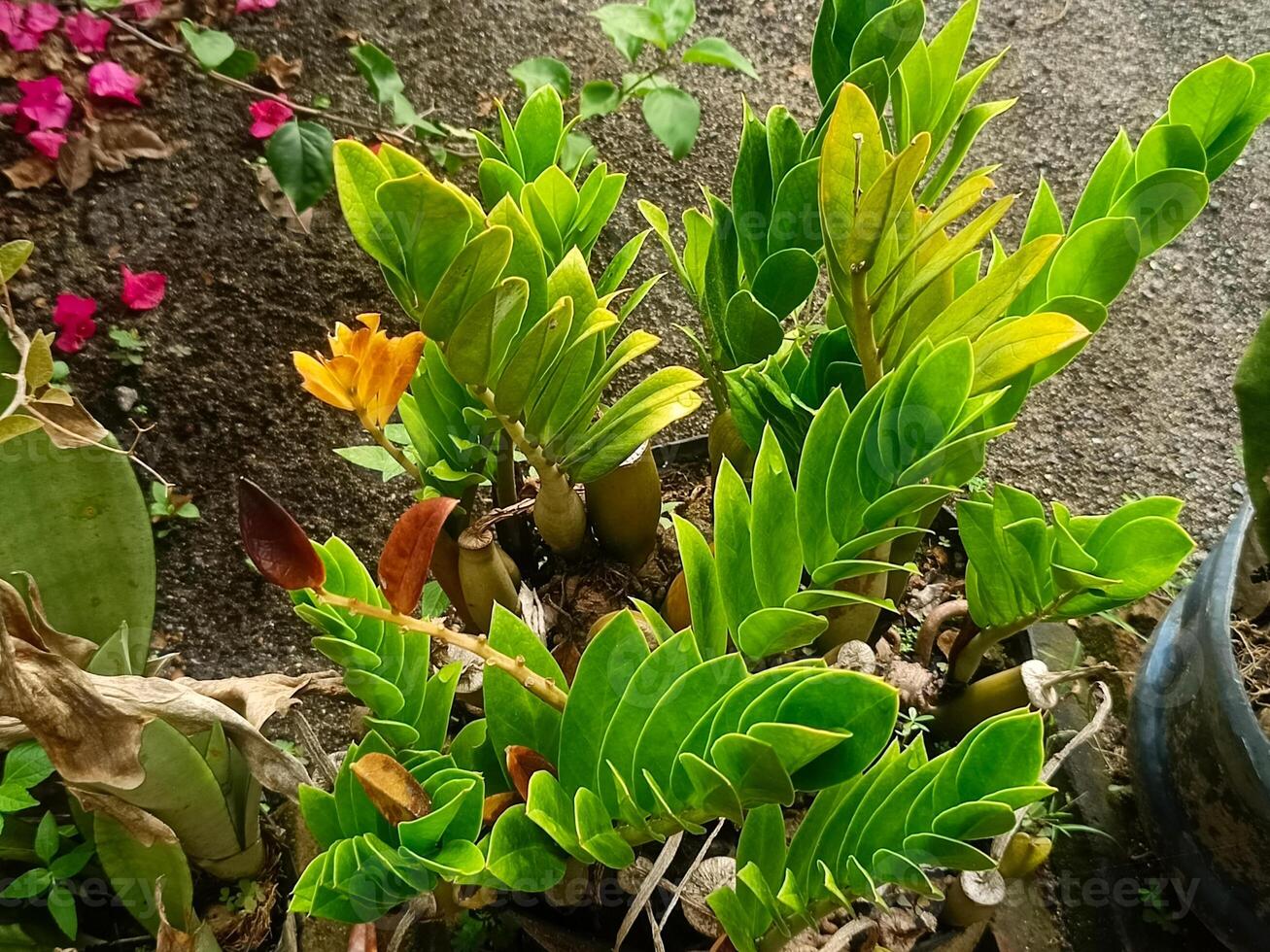 Plant, nature, green plants, garden 6 photo