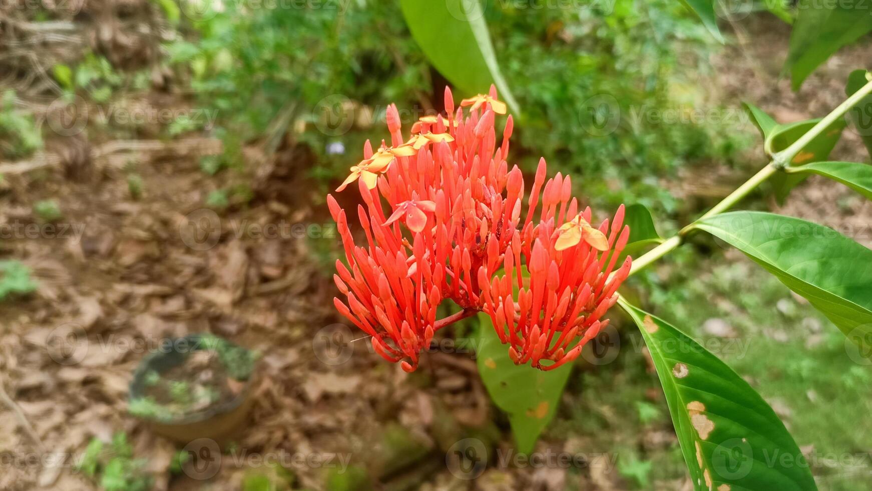 A red flower with yellow centers on a plant photo