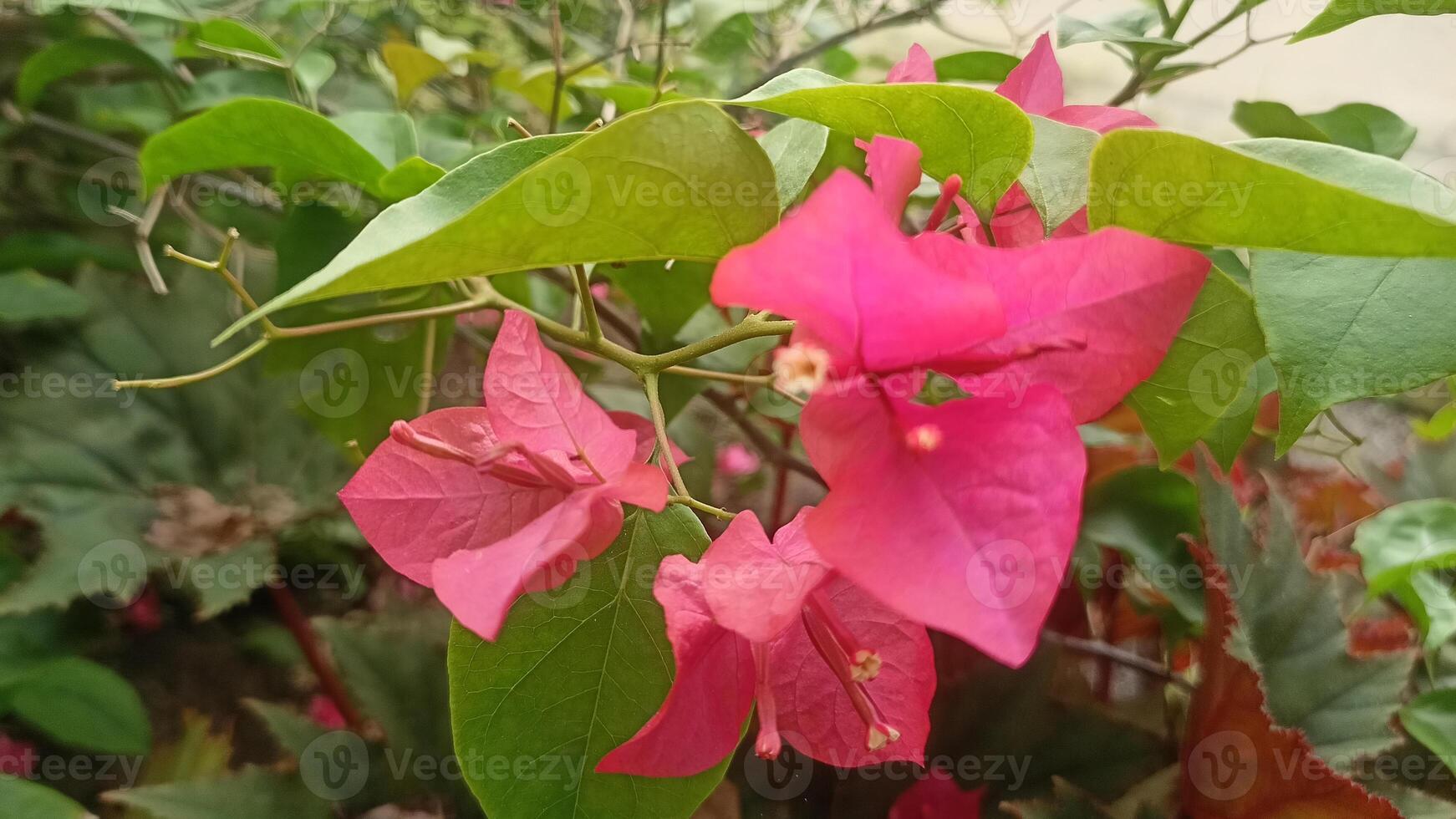bugenvil Fowers, Bunga kertas, Red Flower, Indonesian Flowers 6 photo
