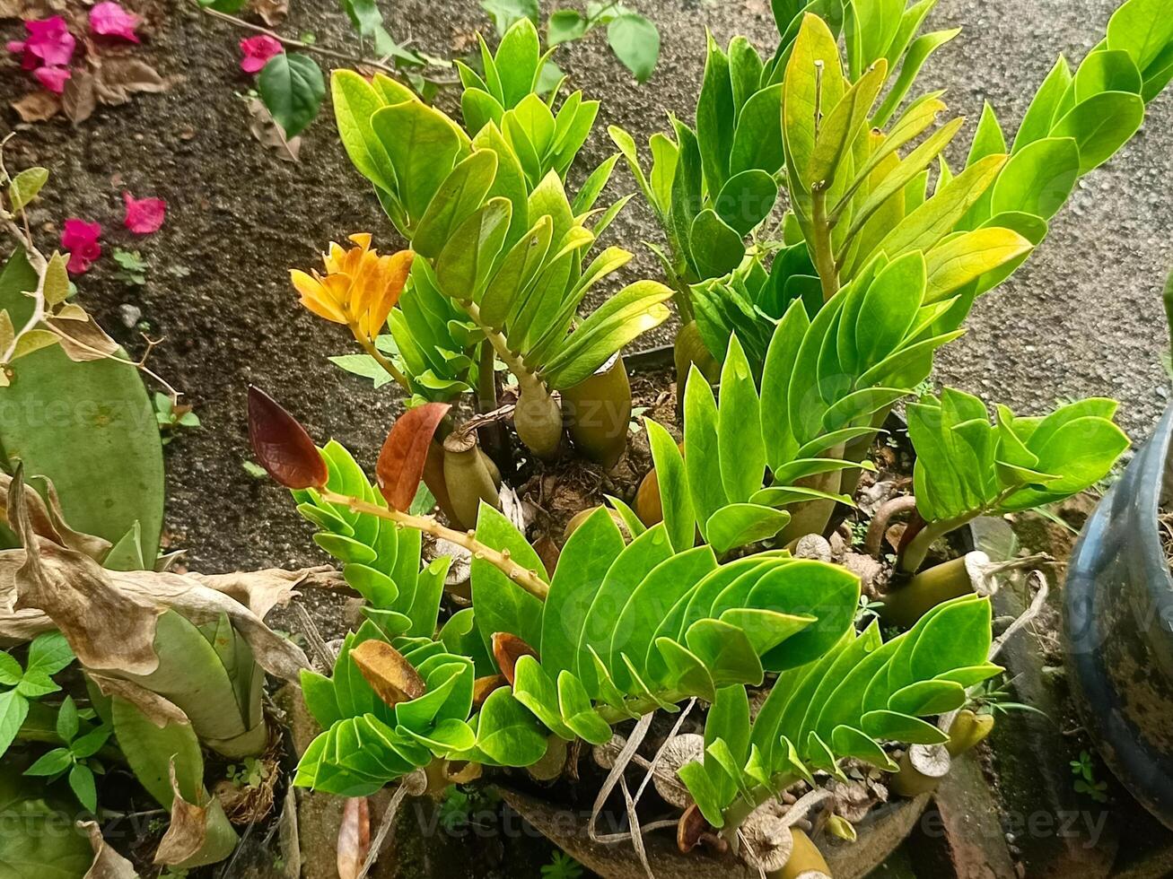 Plant, nature, green plants, garden 5 photo