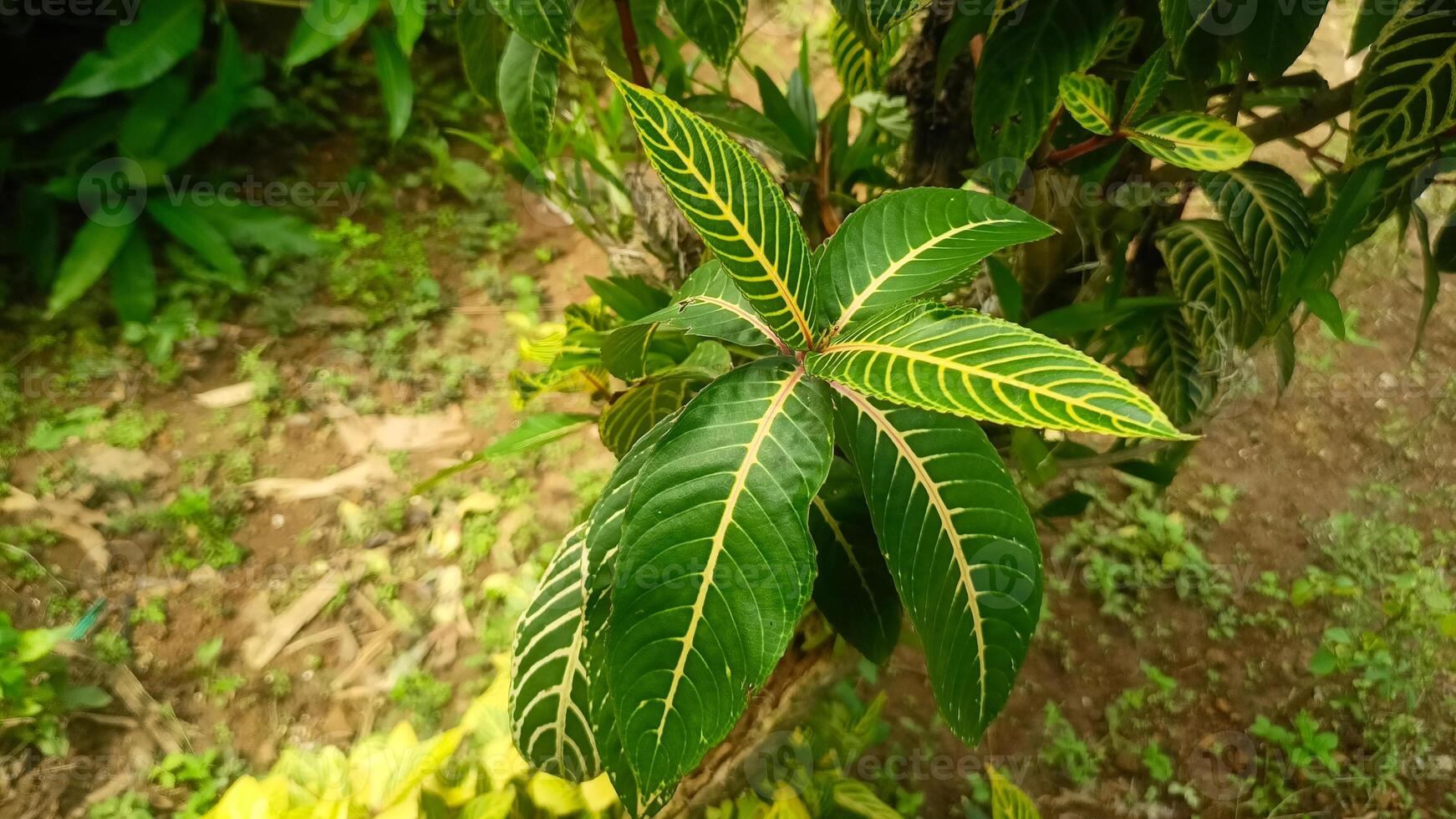 A tree with green leaves and yellow flowers 1 photo