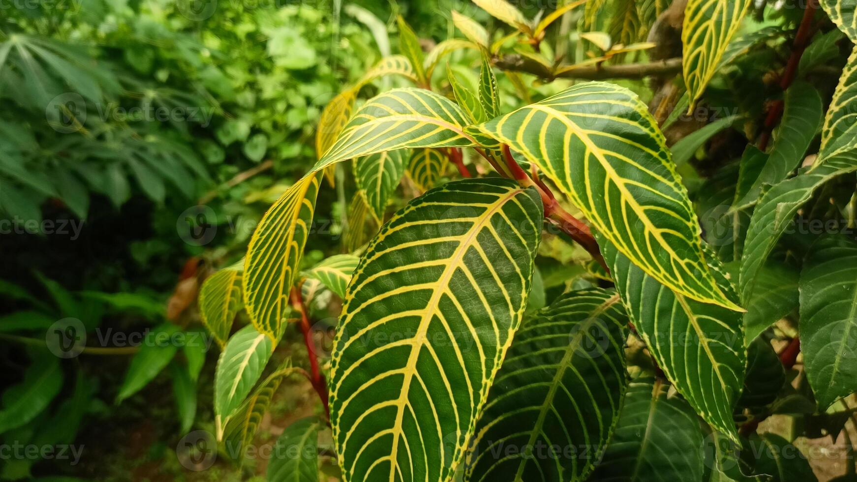 A plant with yellow and green leaves photo