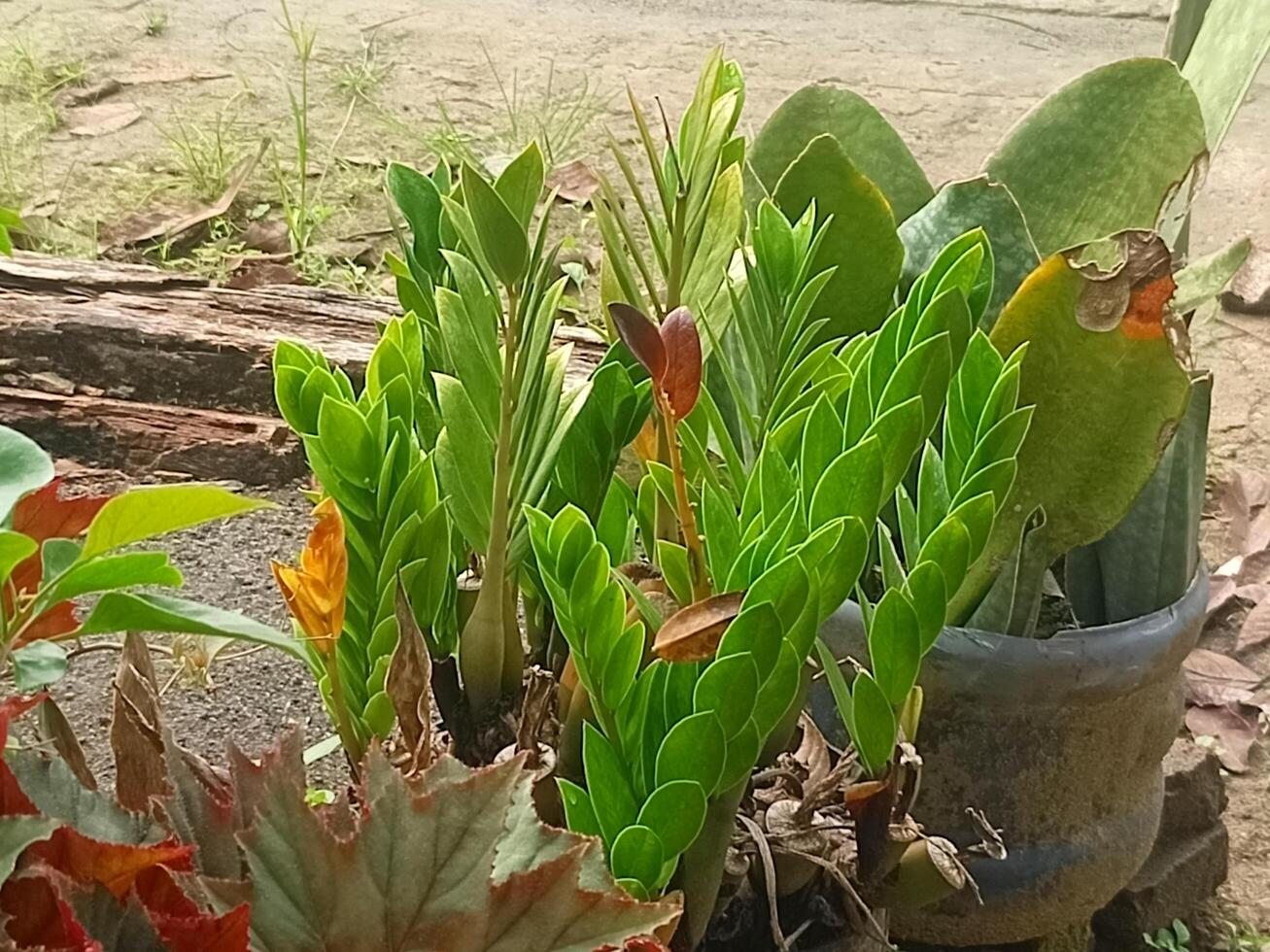 Garden Plants, nature 2 photo
