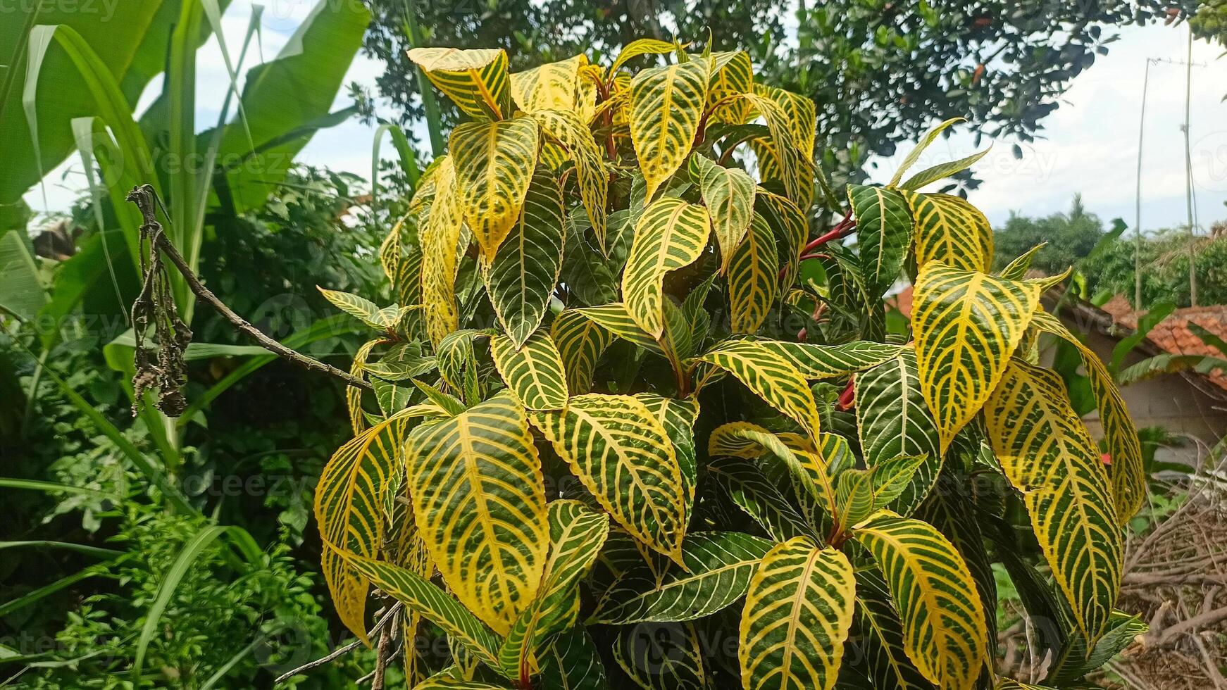 A plant with yellow and green leaves in the garden photo