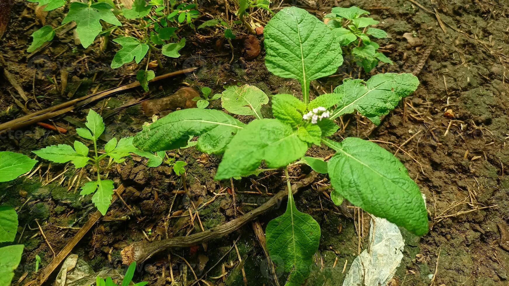 Plant, nature, green plants, garden 1 photo