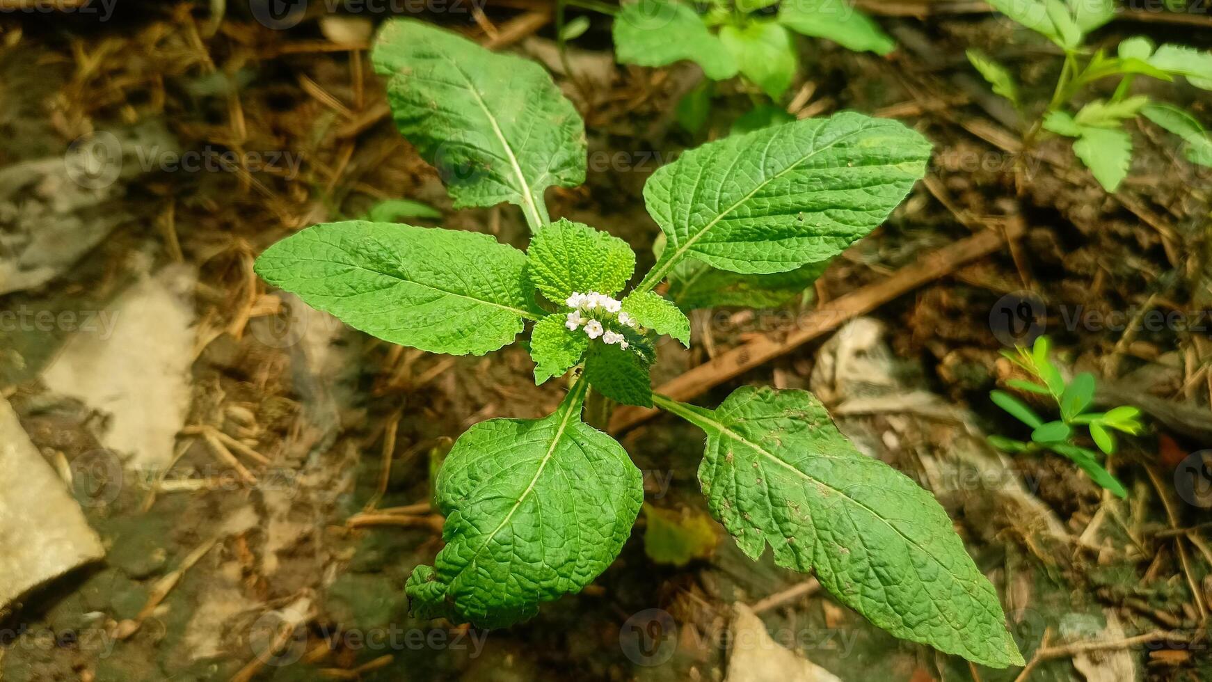 Plant, nature, green plants, garden 3 photo