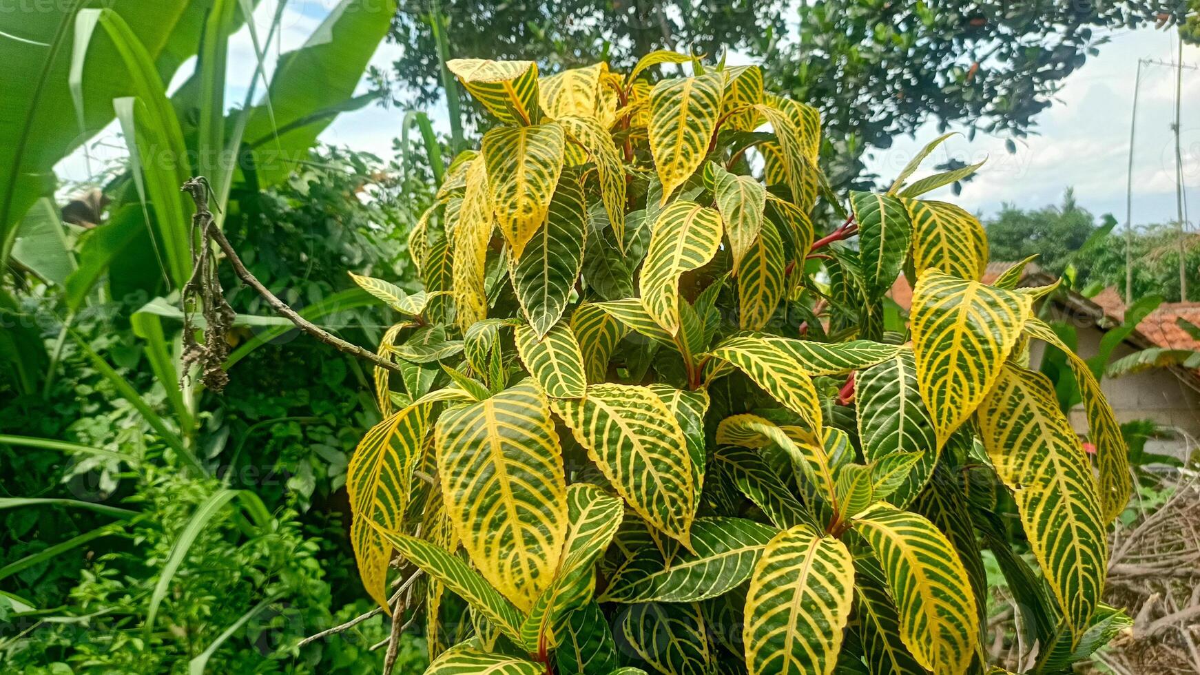 A plant with yellow and green leaves in the middle of a field photo