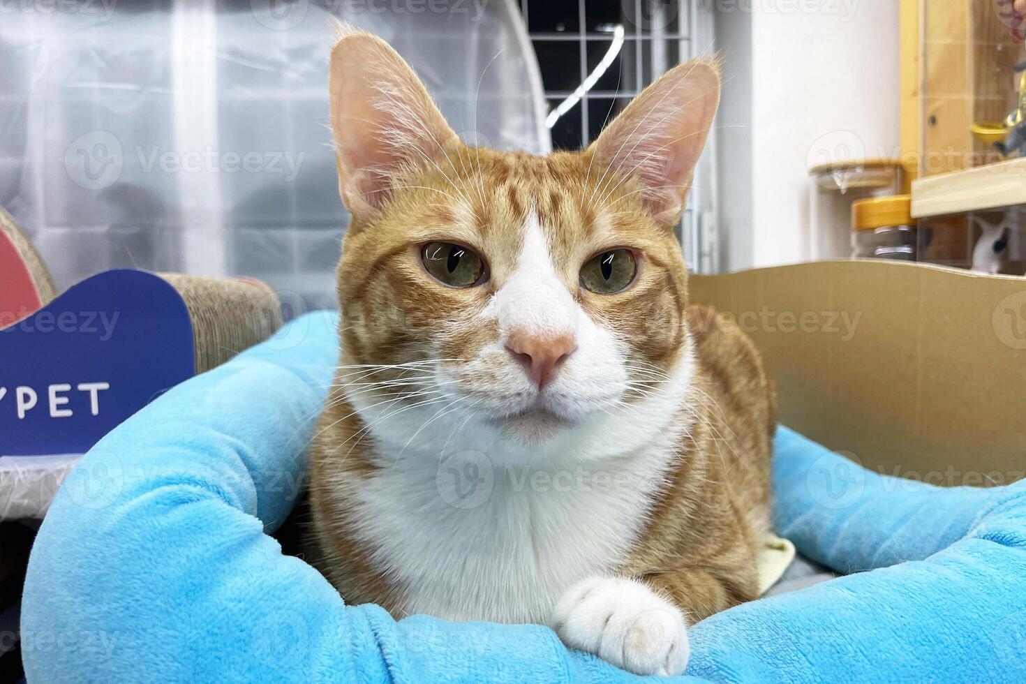 Photo of a cute, tabby cat photographed to the waist and lying on his side on his bed in a cat house. Only the front paws are visible on the cat. The cat looks directly into the camera and playfully
