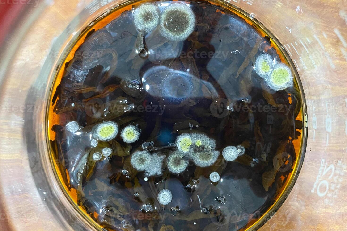 colonies of microorganisms on the surface of agar in a Petri dish bacteria and fungi from the surface of a cell phone in a Petri dish photo