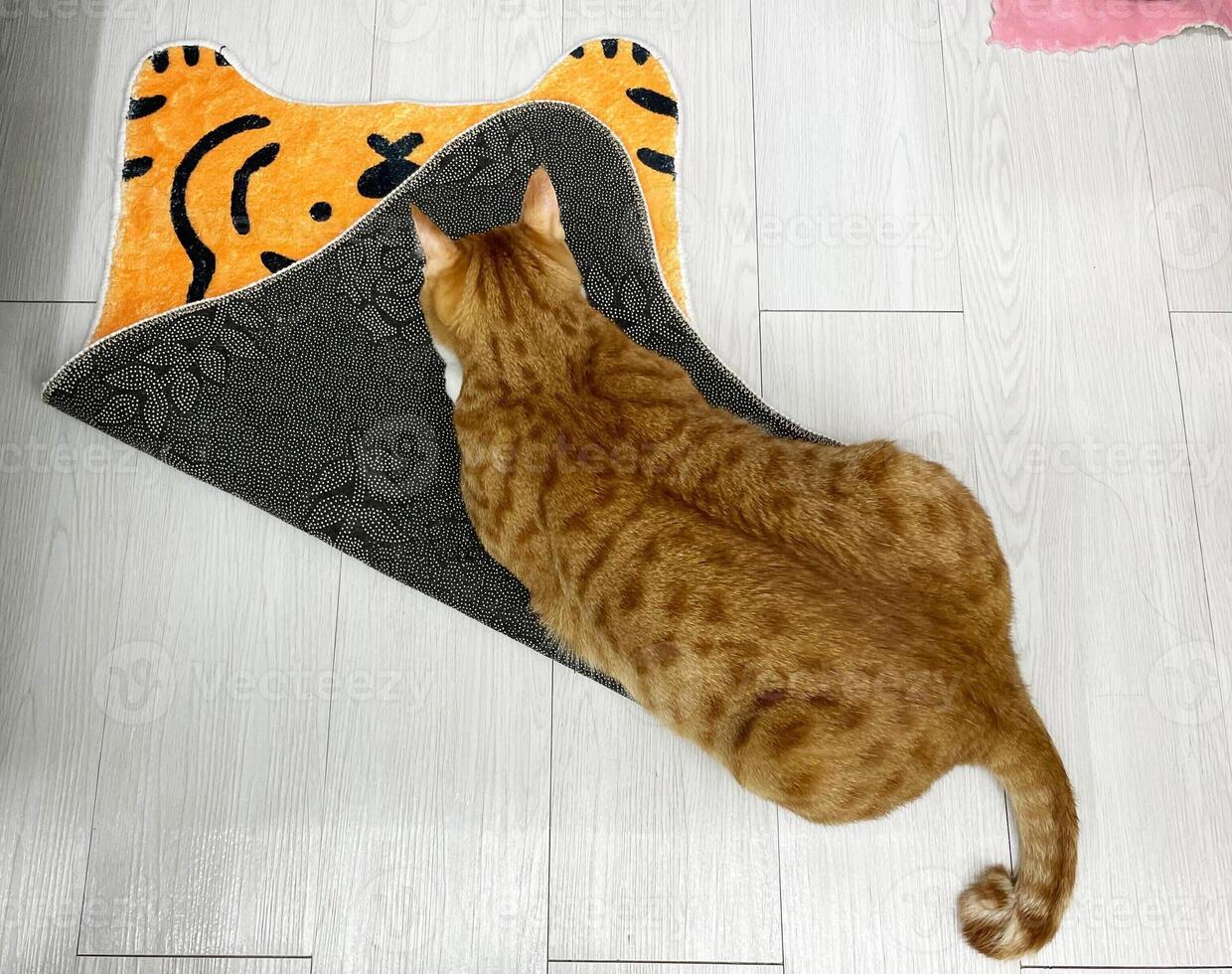 Ginger tabby cat crouching on orange wool carpet replace on wooden floor. Relaxing, resting, calming and charming posture of pet in home. Top view. Animal portrait. photo