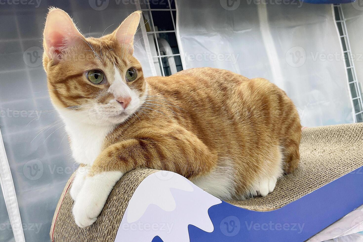 Photo of a cute, tabby cat photographed to the waist and lying on his side on his bed in a cat house. Only the front paws are visible on the cat. The cat looks directly into the camera and playfully