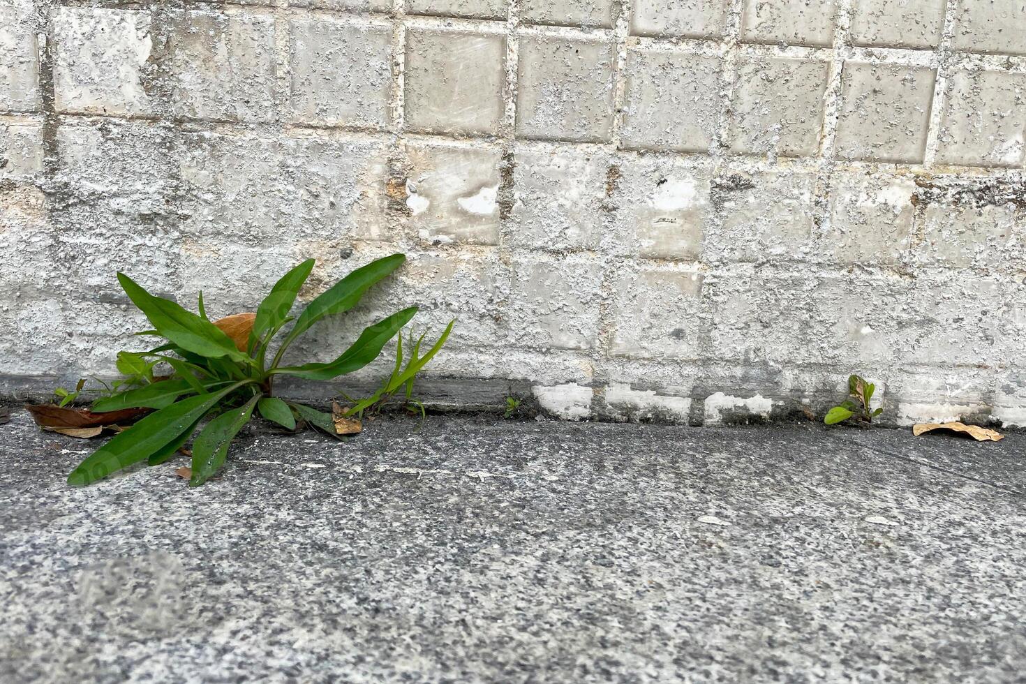 A resilient fern plant growing out of a crack in a concrete wall, showcasing nature's ability to thrive in urban environments. photo