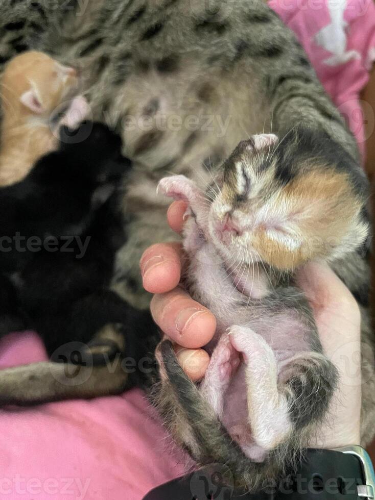 A new born kitten in a female hands photo