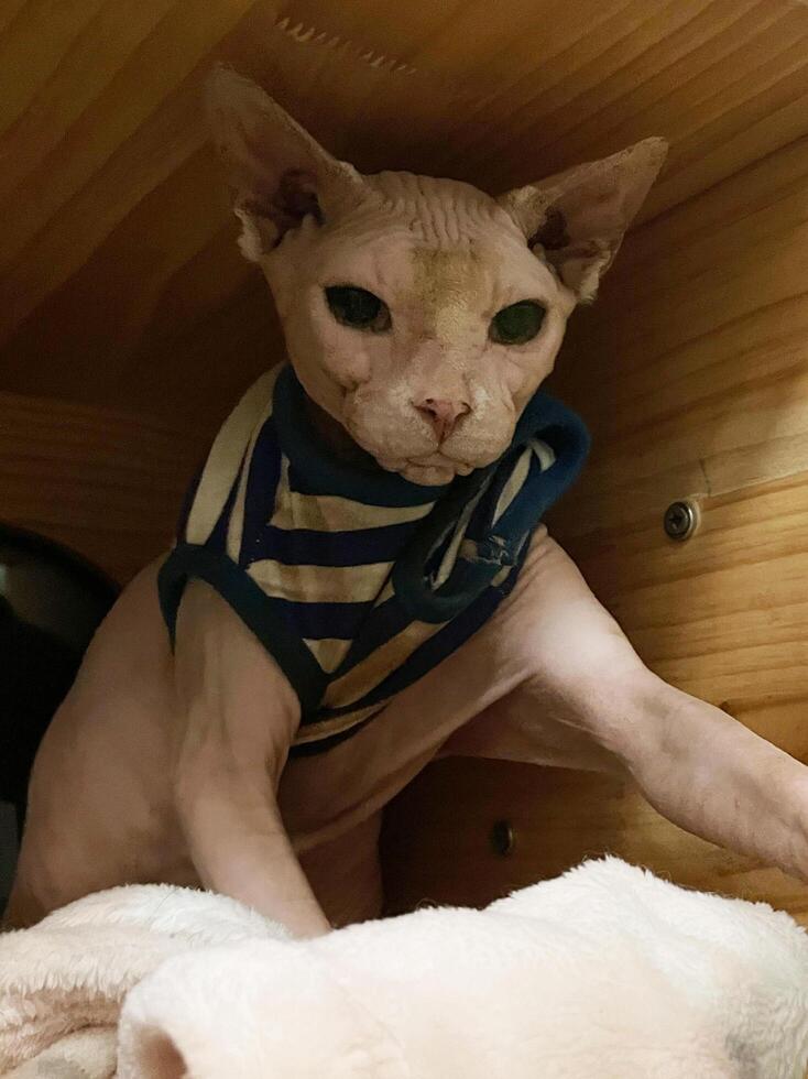 Sphynx cat in a shirt is sitting at home. Stylish feline pet, domestic animal indoors. Dreamy cute kitty looking up dreaming about something. Mammal pet photo
