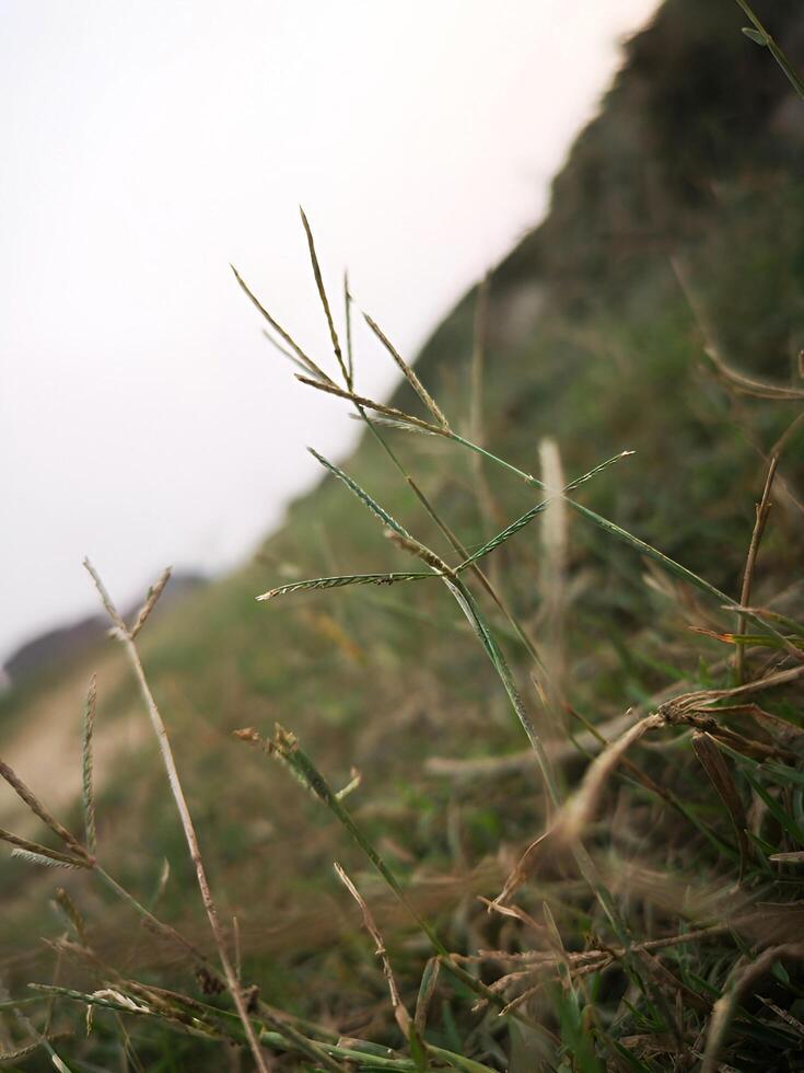 A grassy field with a fire hydrant in the middle photo