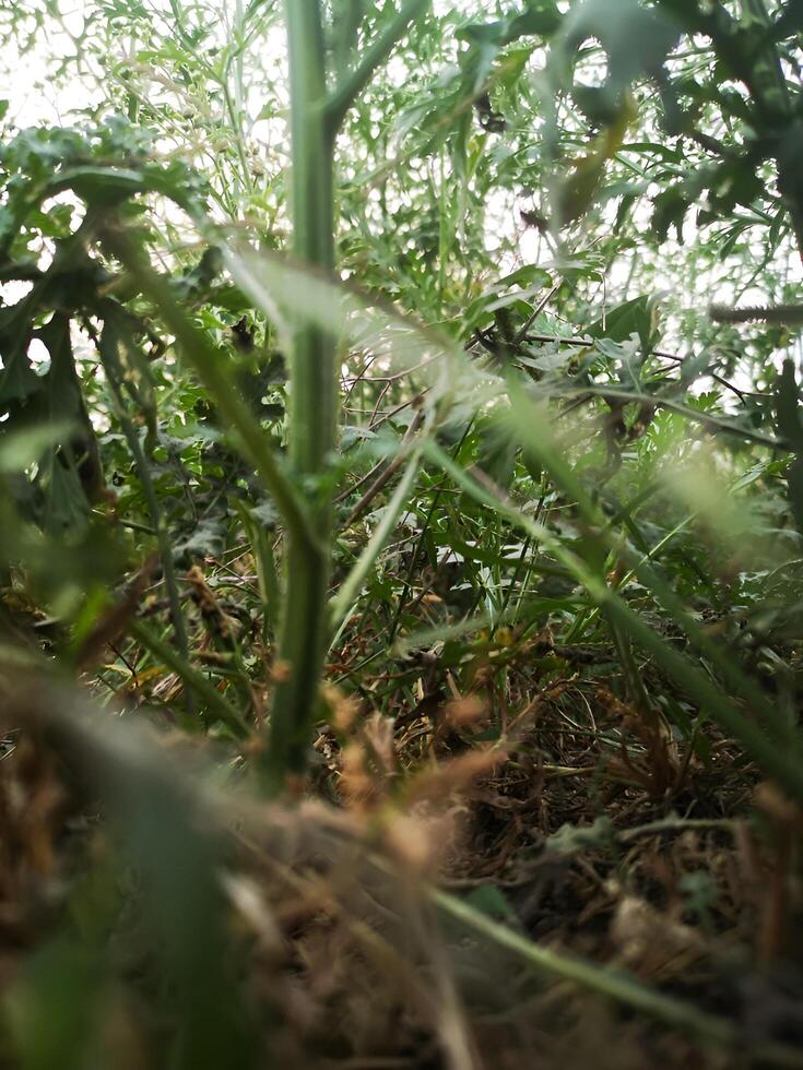 A tomato plant in the middle of a field photo