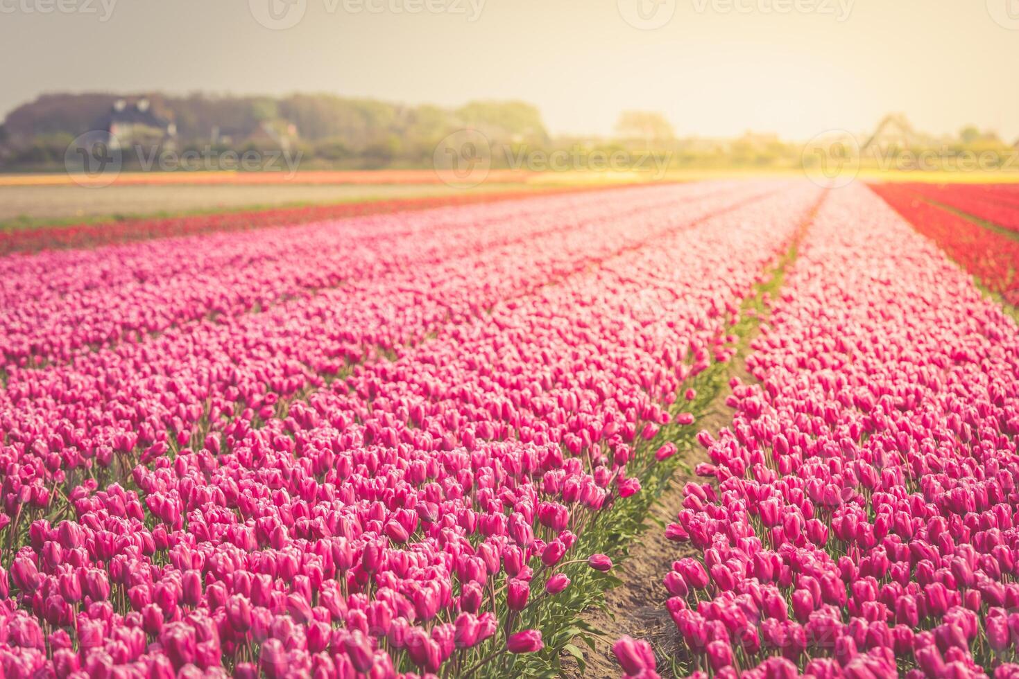 Red tulips field in the Netherlands photo