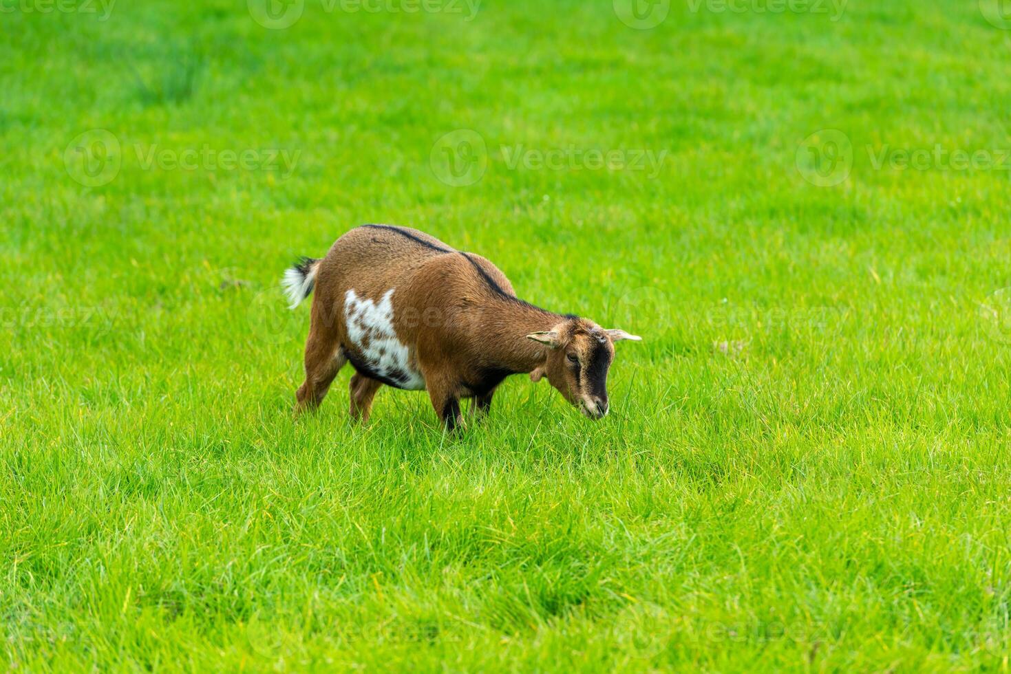 one goatling eating of green grass at farm photo