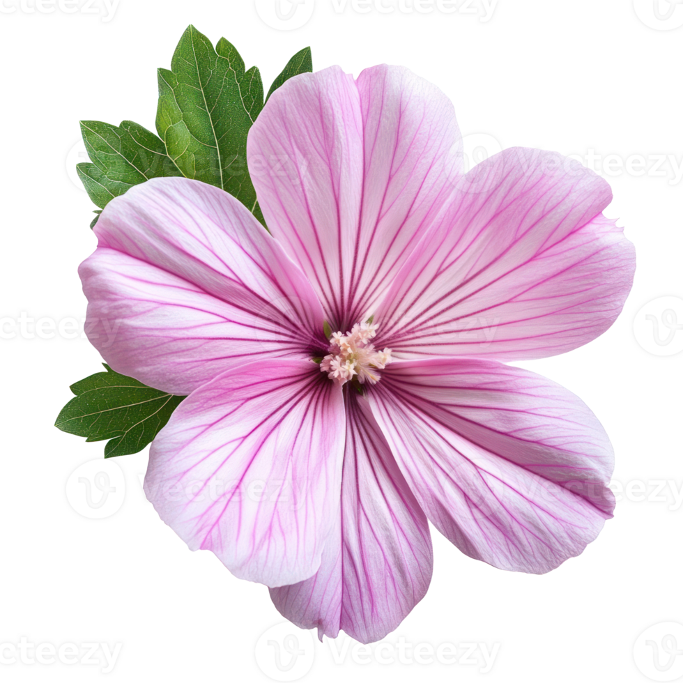 Delicate Pink Flower Bloom with Green Leaves Botanical Closeup png
