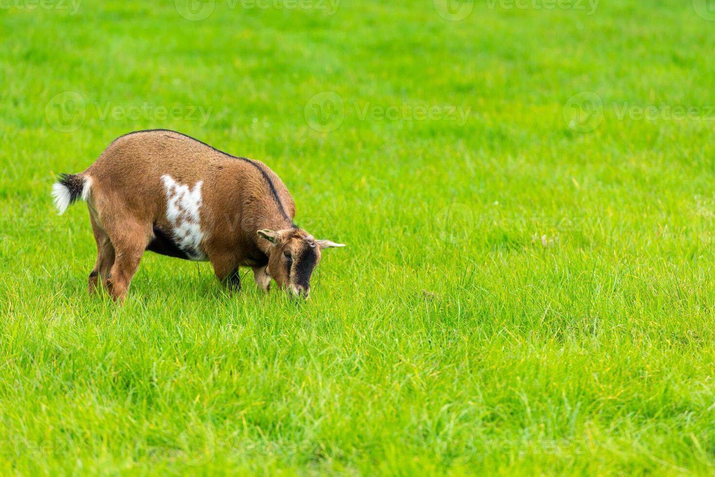 one goatling eating of green grass at farm photo