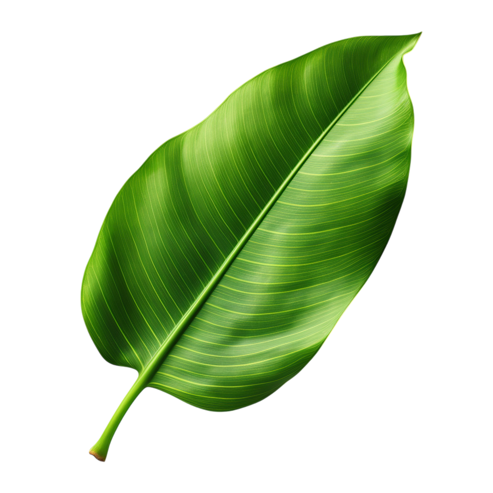 Bright green banana leaf with natural texture and realistic details png
