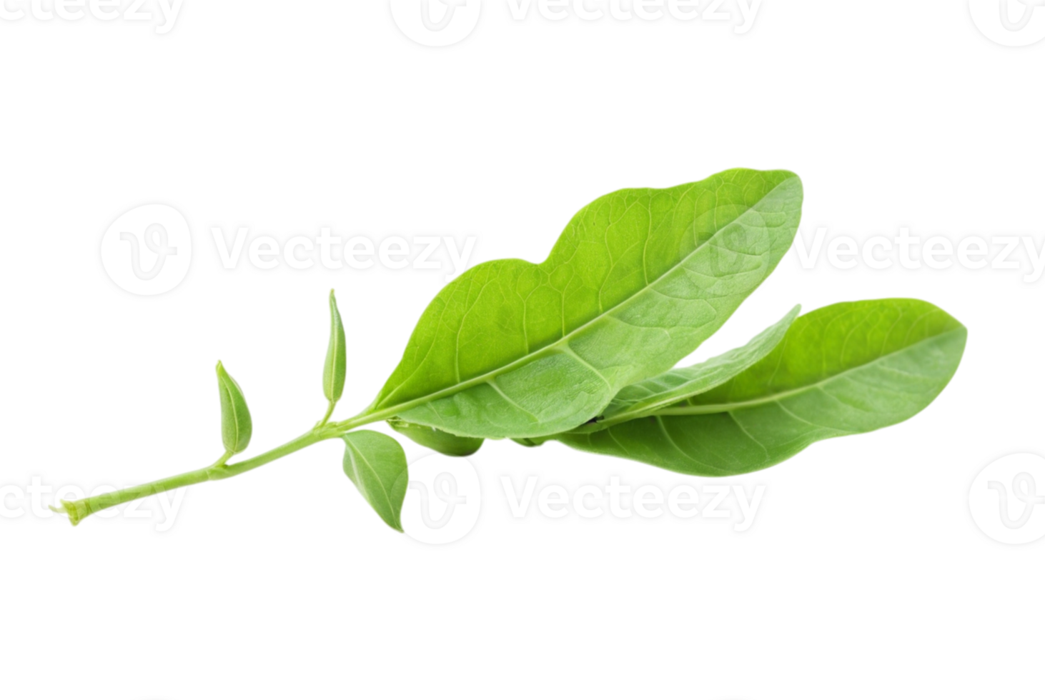 Pea leaf structure and function png